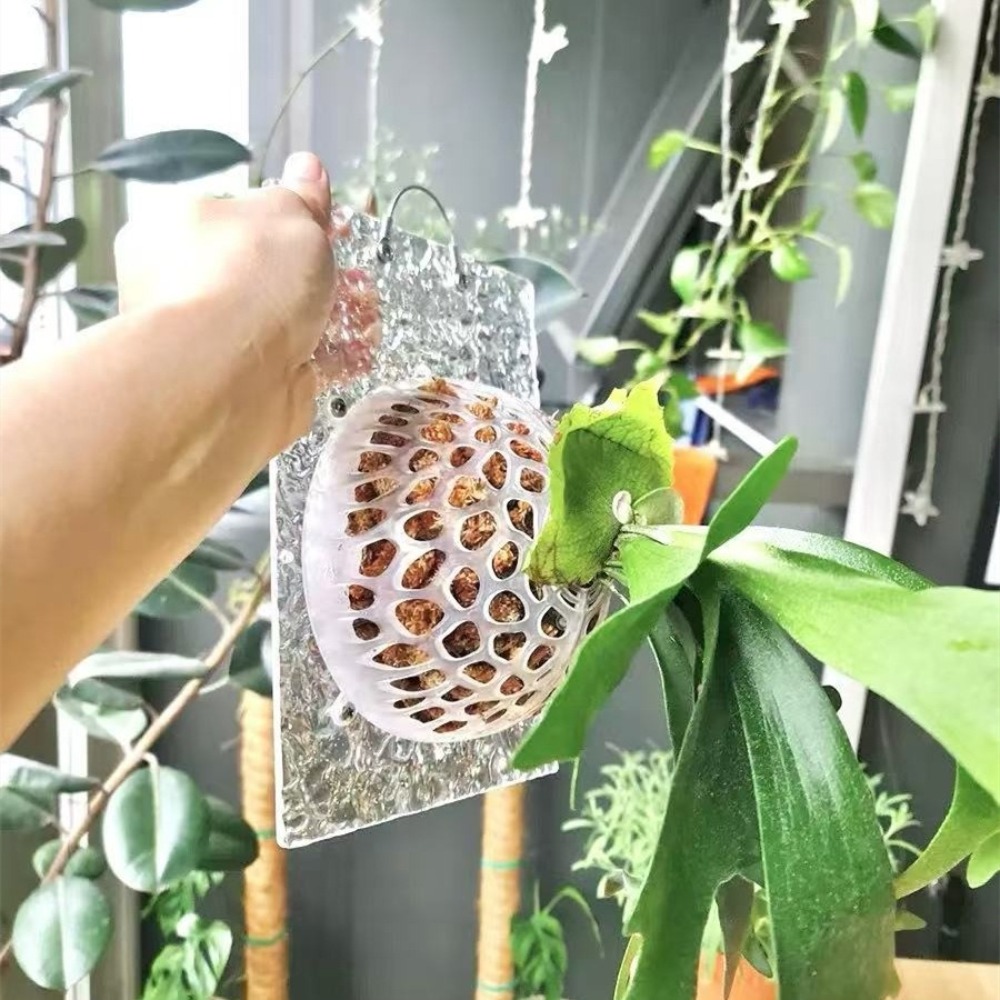 Hollowed Plants Soil Protector - Tissue Culture Plant recension och pris