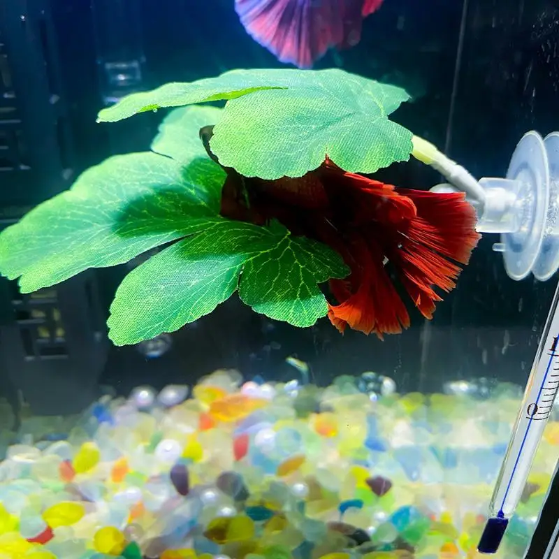 Betta Fish Leaf Hammock Aquari - Planted Aquarium Betta recension och pris