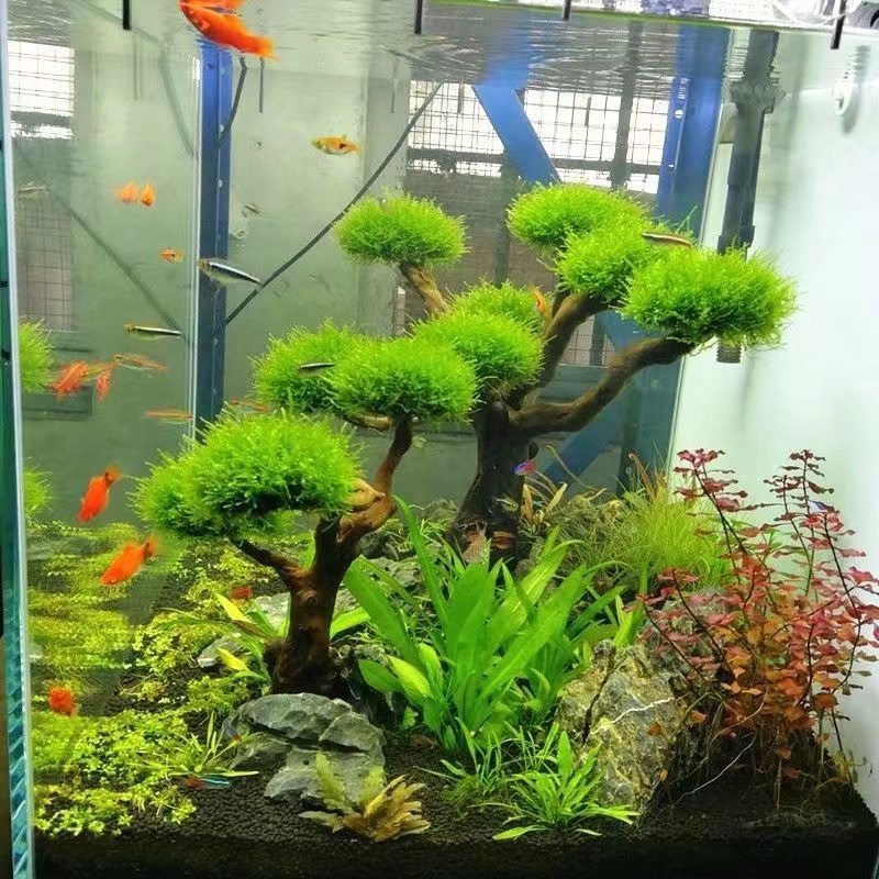 Fish tank greening wood frame  - Planted Aquarium Moss recension och pris