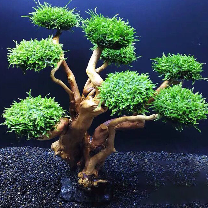 Fish tank greening wood frame  - Planted Aquarium Moss recension och pris