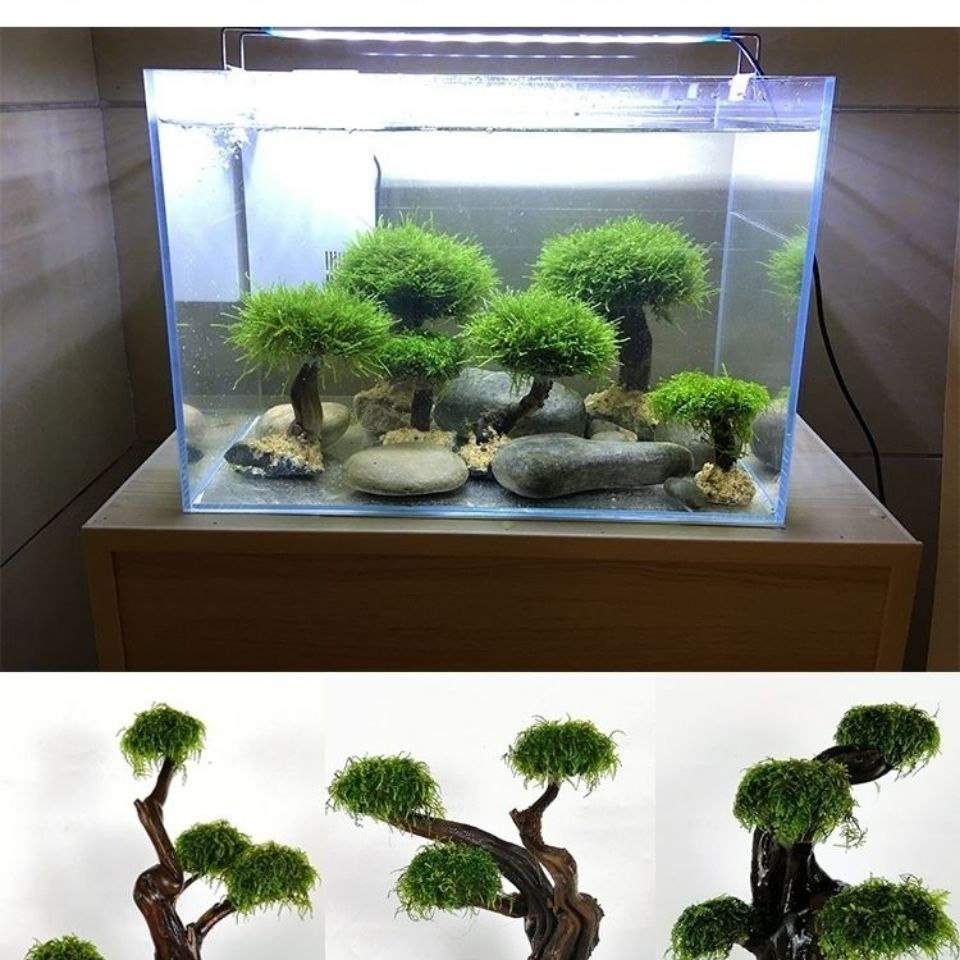 Fish tank greening wood frame  - Planted Aquarium Moss recension och pris