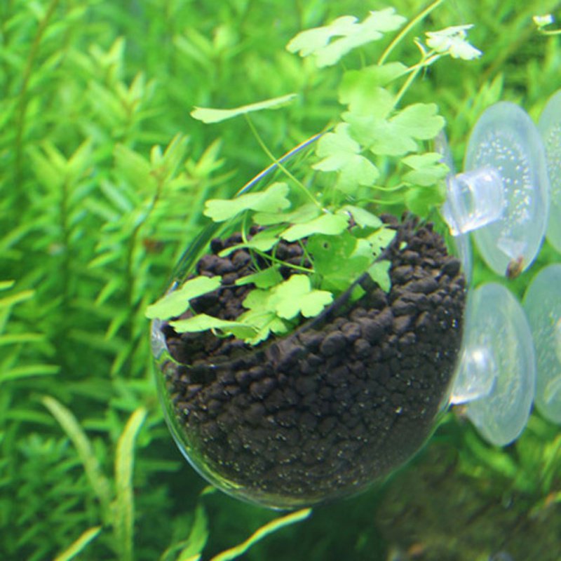 Aquarium Hanging Plant Pot Gla - Planted Aquarium Moss recension och pris