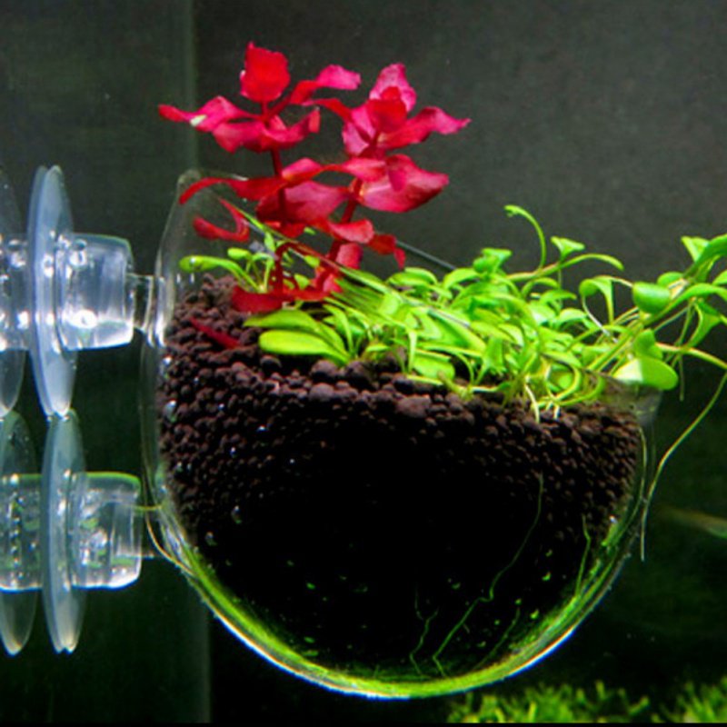 Aquarium Hanging Plant Pot Gla - Planted Aquarium Moss recension och pris